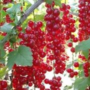 Ribes rosso-2