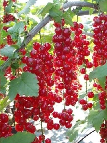 Ribes rosso-2