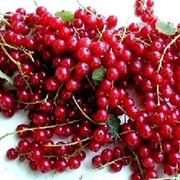 Ribes rosso-3
