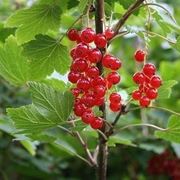 Ribes rosso-4