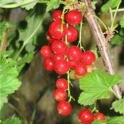 Ribes rosso-5