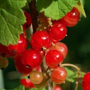 Ribes rosso-9