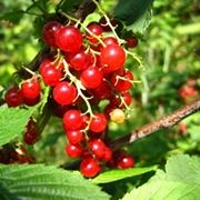 Ribes rosso