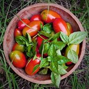 pomodoro coltivazione-5