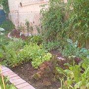 pomodoro coltivazione-6