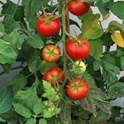pomodoro coltivazione-7