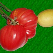 pomodoro malattie-1