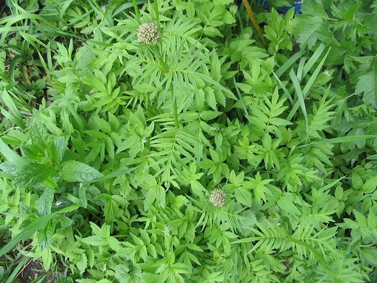 Uso della tintura madre di valeriana