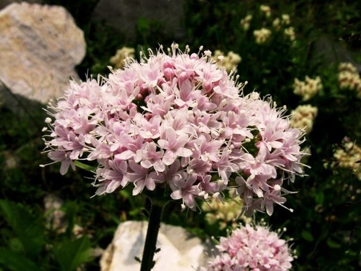 valeriana-4