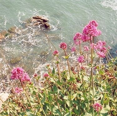 valeriana-7
