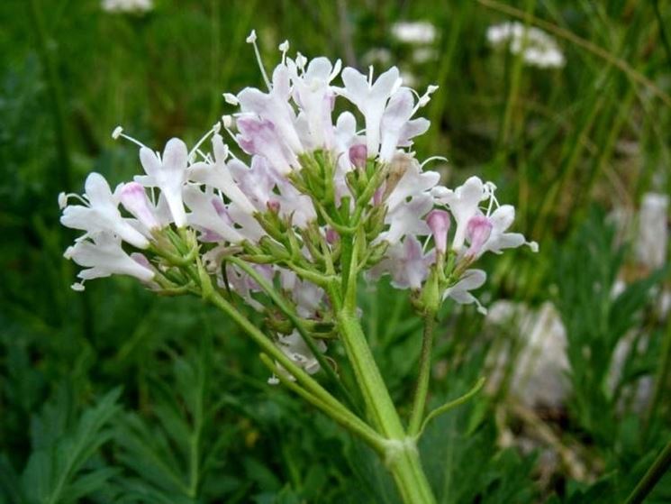 valeriana-8