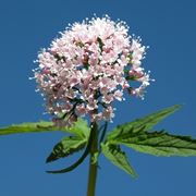 valeriana-9