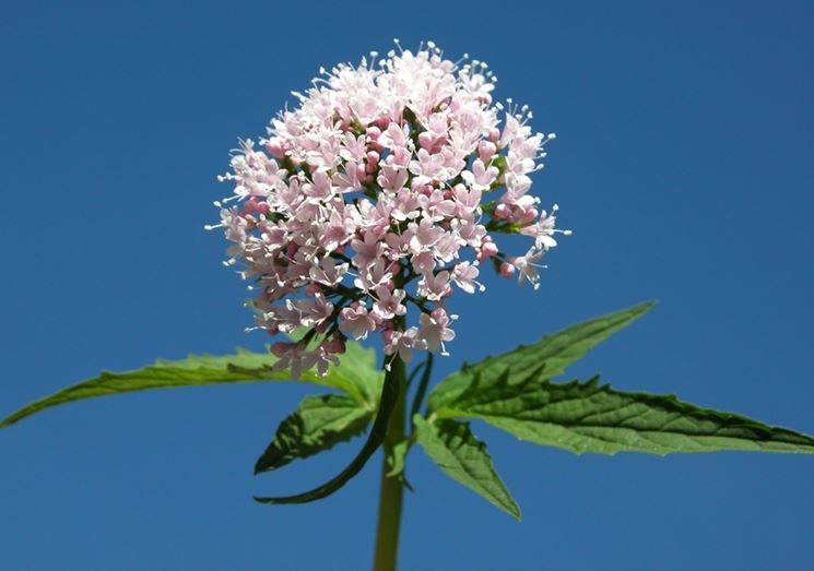 valeriana-9