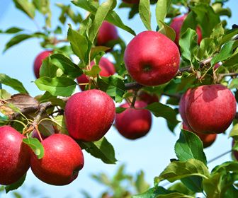 Orto e frutteto
