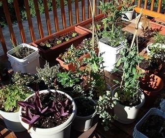 Orto in balcone