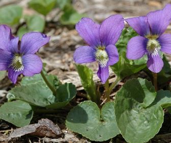 Piante annuali
