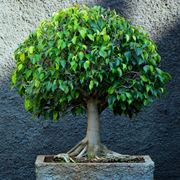 bonsai di ficus benjamin
