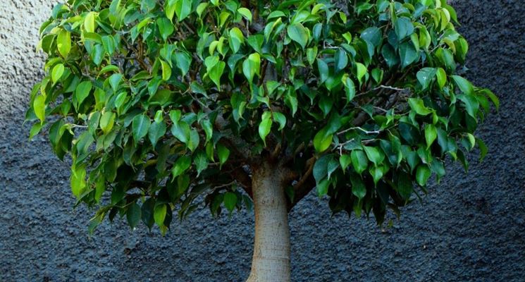 bonsai di ficus benjamin
