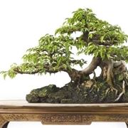 bonsai di ficus benjamin