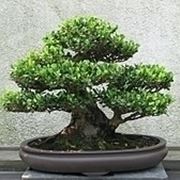 bonsai di ficus benjamin-3