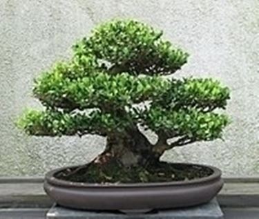 bonsai di ficus benjamin-3