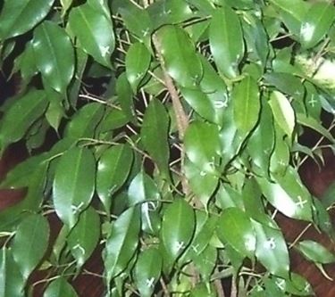 Bonsai di ficus Benjamin