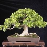 bonsai di ficus benjamin-5