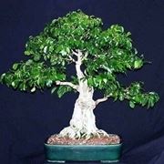 bonsai di ficus benjamin