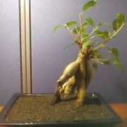 bonsai di ficus ginseng-1