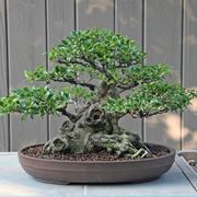bonsai di ficus micro carpa