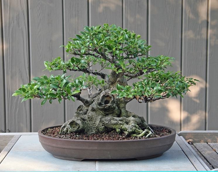 bonsai di ficus micro carpa