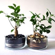 bonsai di ficus ginseng-3