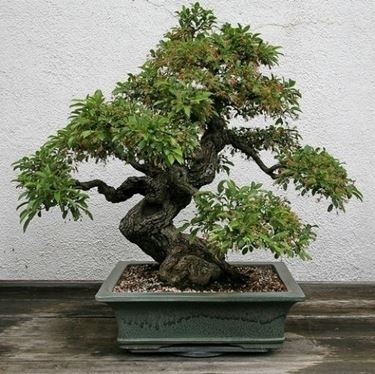 bonsai di ficus ginseng-4