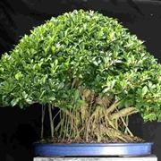 bonsai di ficus ginseng-5