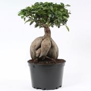 bonsai di ficus ginseng