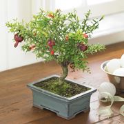 bonsai di ficus microcarpa-1