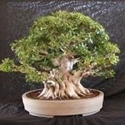 bonsai di ficus microcarpa-2