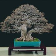bonsai di ficus microcarpa-3
