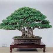 bonsai di ficus microcarpa-4
