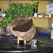 bonsai di ficus microcarpa-5