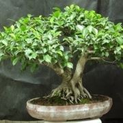 bonsai di ficus microcarpa