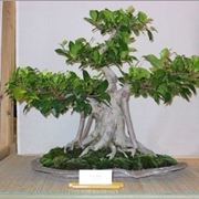 bonsai di ficus retusa-1