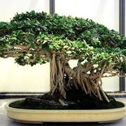 bonsai di ficus retusa-2