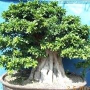 bonsai di ficus retusa-3