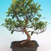bonsai di ficus retusa-4