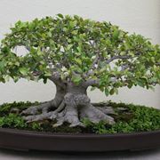 bonsai di ficus retusa-5