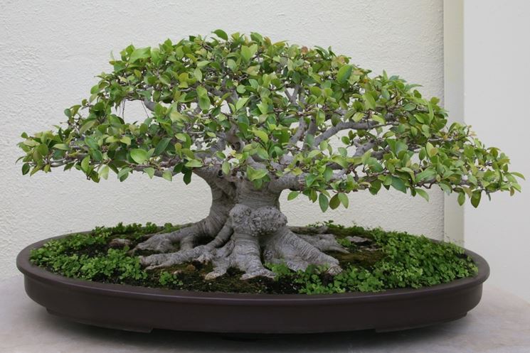 bonsai di ficus retusa-5