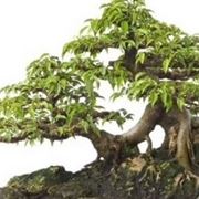 bonsai ficus benjamin-1