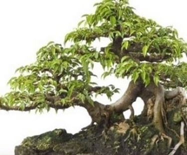 bonsai ficus benjamin-1
