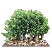 bonsai ficus benjamin-2